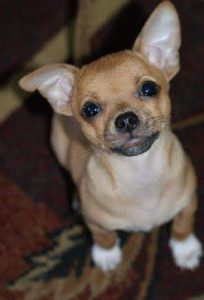 Digital Marketing: Digital Buzz Media